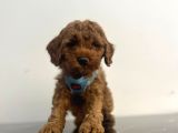 A Kalite Red Brown Toy Poodle Yavrular