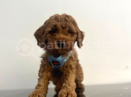 A Kalite Red Brown Toy Poodle Yavrular görsel