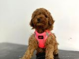 Show Kalite 2 Aylık Red Brown Toy Poodle Yavrular