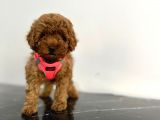 Show Kalite 2 Aylık Red Brown Toy Poodle Yavrular