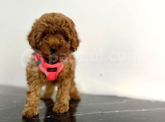Show Kalite 2 Aylık Red Brown Toy Poodle Yavrular görsel