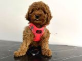 Show Kalite 2 Aylık Red Brown Toy Poodle Yavrular