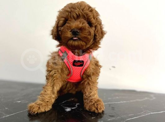 Show Kalite 2 Aylık Red Brown Toy Poodle Yavrular görsel