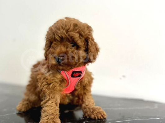 Show Kalite 2 Aylık Red Brown Toy Poodle Yavrular görsel