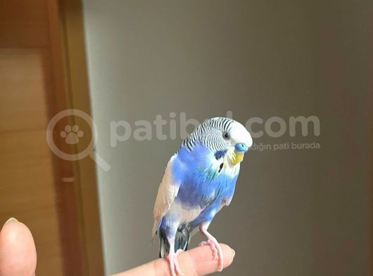 Muhabbet Kuşu Kayıp  Kartal Cevi̇zli̇ Fistik görsel