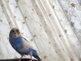 Muhabbet Kuşu Kayıp  Kartal Cevi̇zli̇ Fistik