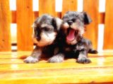 Minyatür Schnauzer Yavrular