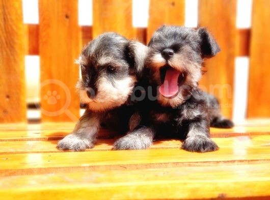 Minyatür Schnauzer Yavrular görsel