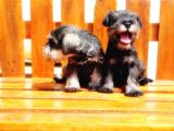 Minyatür Schnauzer Yavrular