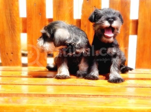 Minyatür Schnauzer Yavrular görsel