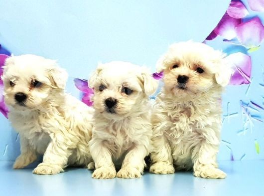 Maltese Terri̇er Yavrusu görsel