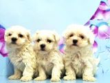 Maltese Terri̇er Yavrusu