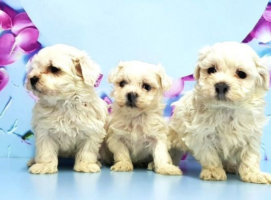 Maltese Terri̇er Yavrusu