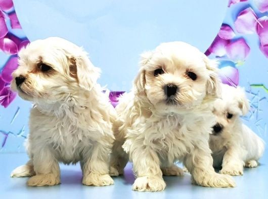 Maltese Terri̇er Yavrusu görsel