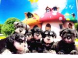 Resmi̇ Üreti̇ci̇den Mi̇nyatür Schnauzer Yavrular