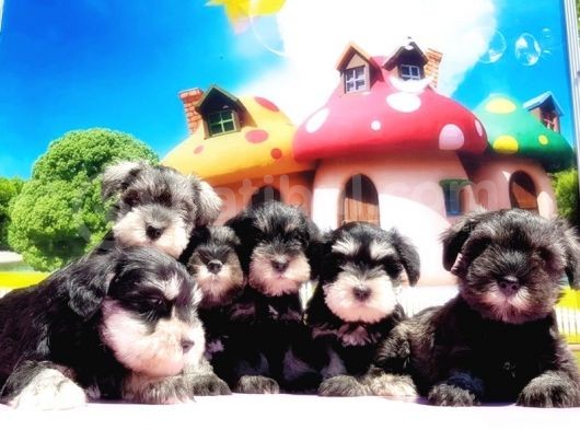 Resmi̇ Üreti̇ci̇den Mi̇nyatür Schnauzer Yavrular görsel