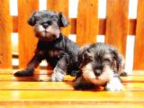 Minyatür Schnauzer Yavrular