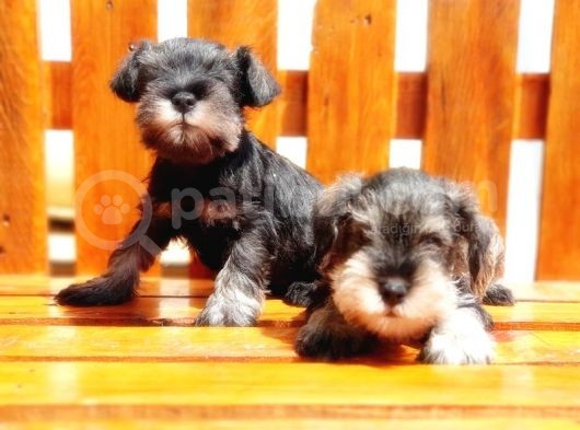Minyatür Schnauzer Yavrular