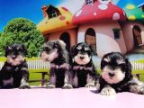 Resmi̇ Üreti̇ci̇den Mi̇nyatür Schnauzer Yavrular