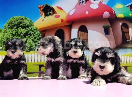 Resmi̇ Üreti̇ci̇den Mi̇nyatür Schnauzer Yavrular