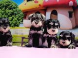 Resmi̇ Üreti̇ci̇den Mi̇nyatür Schnauzer Yavrular