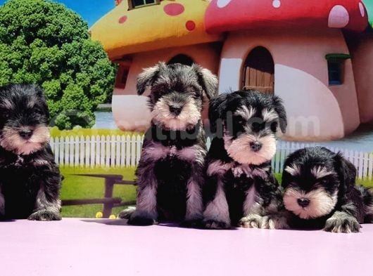 Resmi̇ Üreti̇ci̇den Mi̇nyatür Schnauzer Yavrular görsel
