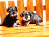 Minyatür Schnauzer Yavrular