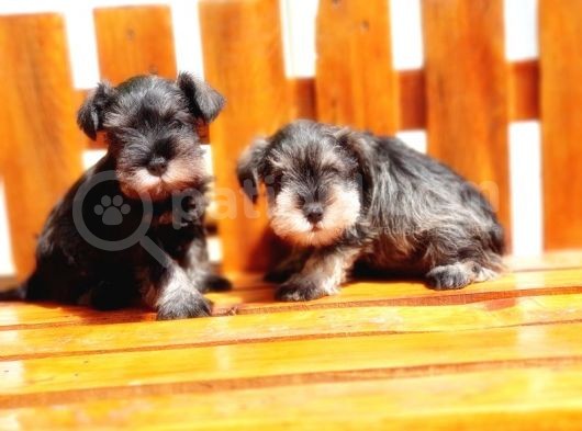 Minyatür Schnauzer Yavrular görsel