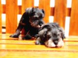 Minyatür Schnauzer Yavrular