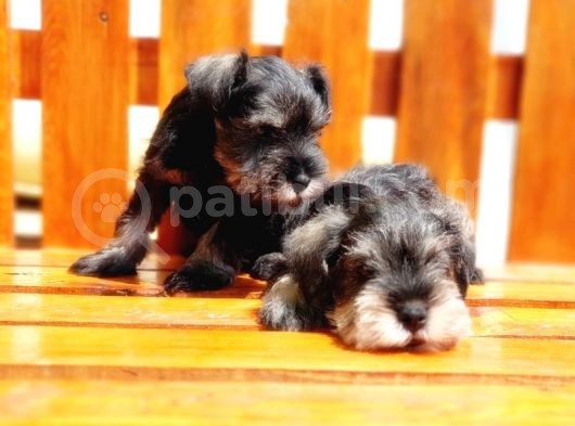 Minyatür Schnauzer Yavrular görsel