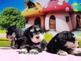 Resmi̇ Üreti̇ci̇den Mi̇nyatür Schnauzer Yavrular