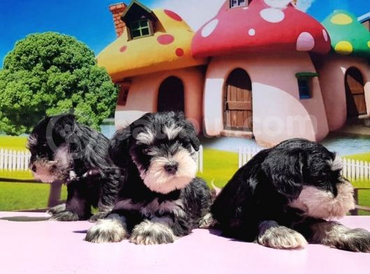 Resmi̇ Üreti̇ci̇den Mi̇nyatür Schnauzer Yavrular görsel