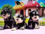Resmi̇ Üreti̇ci̇den Mi̇nyatür Schnauzer Yavrular
