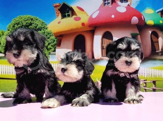 Resmi̇ Üreti̇ci̇den Mi̇nyatür Schnauzer Yavrular görsel