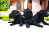 Toy Poodle Yavrusu