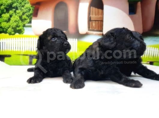 Toy Poodle Yavrusu görsel