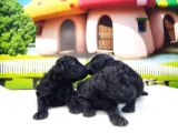 Toy Poodle Yavrusu