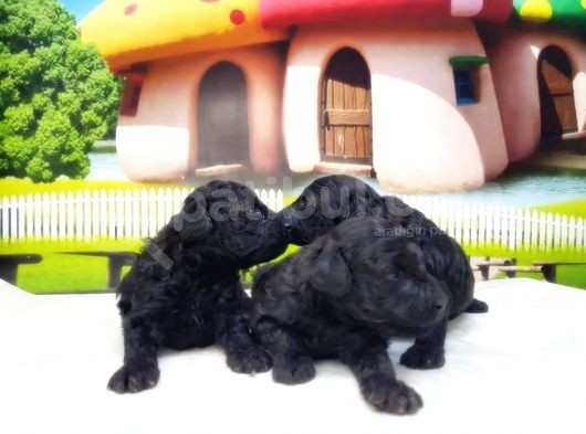 Toy Poodle Yavrusu