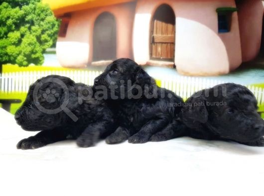 Toy Poodle Yavrusu görsel