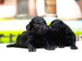 Toy Poodle Yavrusu