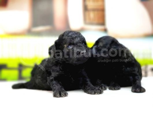 Toy Poodle Yavrusu görsel