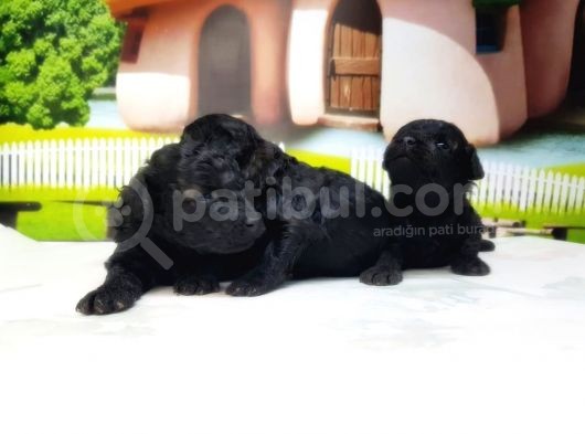 Toy Poodle Yavrusu görsel