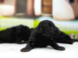 Toy Poodle Yavrusu