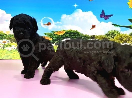 Resmi̇ Üreti̇ci̇den Toy Poodle Yavrular görsel