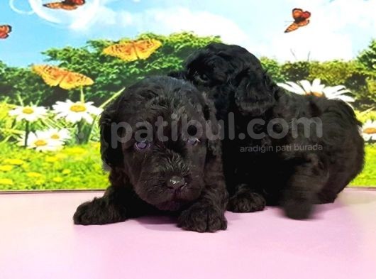 Resmi̇ Üreti̇ci̇den Toy Poodle Yavrular görsel