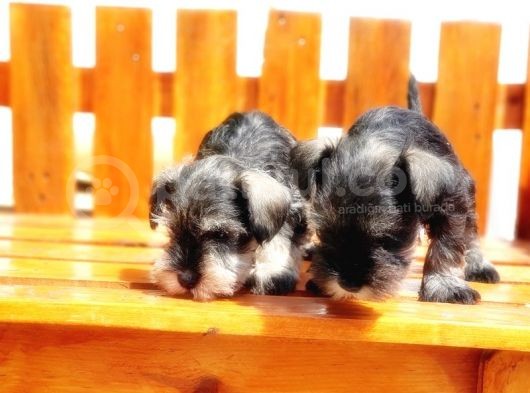 Minyatür Schnauzer Yavrular görsel