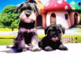 Resmi̇ Üreti̇ci̇den Mi̇nyatür Schnauzer Yavrular