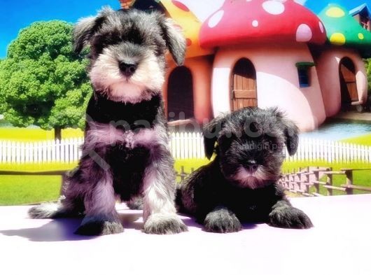 Resmi̇ Üreti̇ci̇den Mi̇nyatür Schnauzer Yavrular görsel