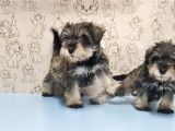 Ruhsatli Üreti̇m Çi̇ftli̇ği̇nden Mi̇nyatür Schnauzer Yavrular