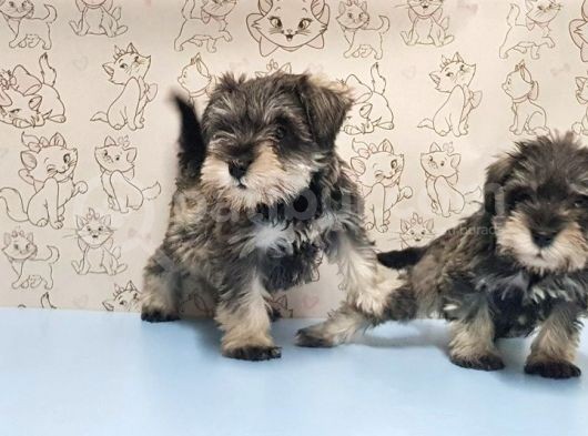 Ruhsatli Üreti̇m Çi̇ftli̇ği̇nden Mi̇nyatür Schnauzer Yavrular görsel